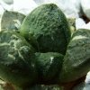 Ariocarpus _fissuratus _SB413 _03